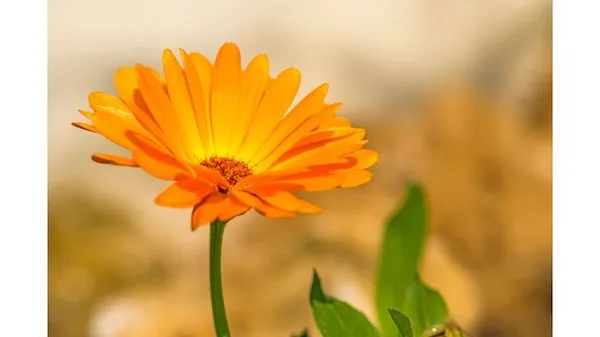 calendula plant photo--a plant known to have healing properties and alleviate stress