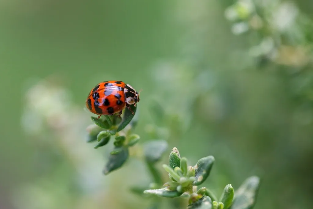 ladybug, beetle, insect-8064737.jpg