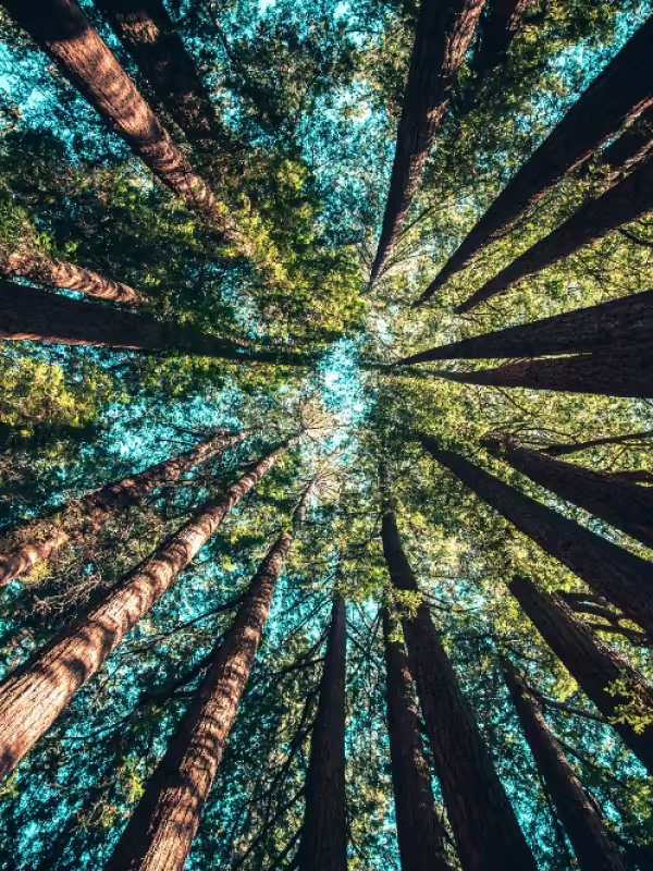 trees-02.jpg