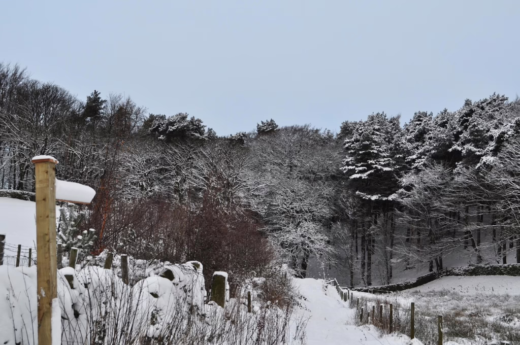 snow, countryside, landscape, nature, outdoors, forest, rural, trees, england, scenic, footpath