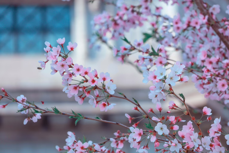 Captivating cherry blossoms in full bloom during spring, showcasing delicate pink petals.
