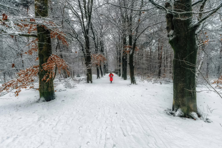 Free stock photo of avenue, chilly, forest