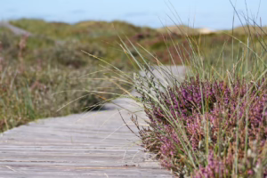 boardwalk, heather, nature, path, dunes, hiking, walk, grasses