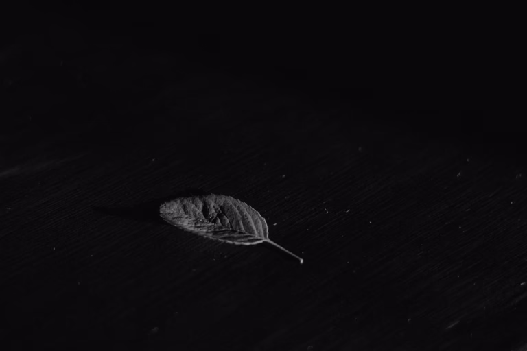 A single leaf on a black textured background, captured in timeless monochrome.