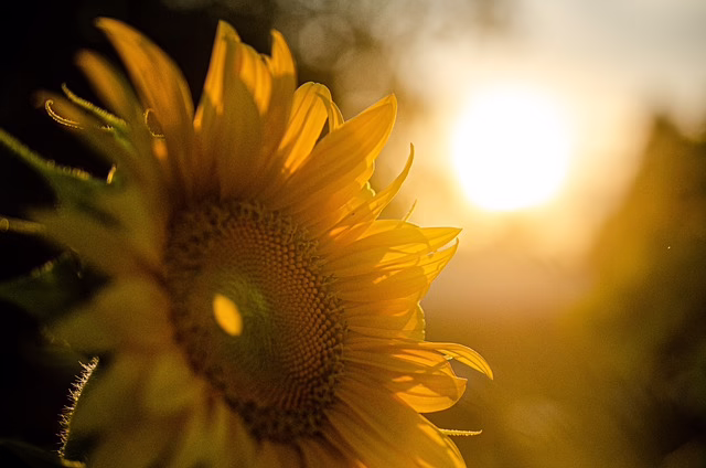 sunflower, sunset, nature, summer, beautiful flowers, sunshine, flower wallpaper, flower background, yellow, landscape, bloom, flower